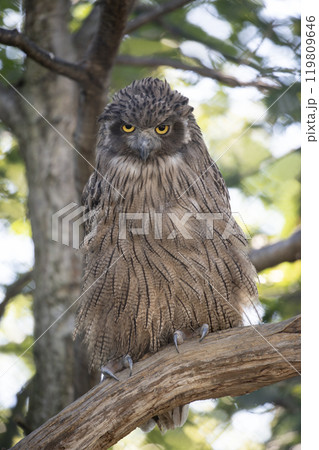 島梟の住む森 119809646
