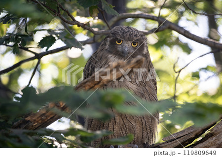 島梟の住む森 島梟の住む森 119809649
