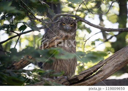 島梟の住む森 119809650