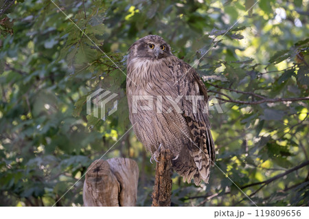 島梟の住む森 119809656