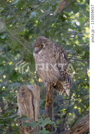 島梟の住む森 119809657