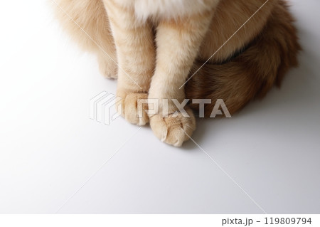 猫ちゃん親子の日常風景 119809794