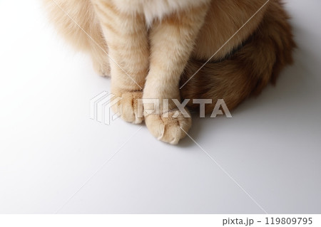 猫ちゃん親子の日常風景 猫ちゃん親子の日常風景 119809795
