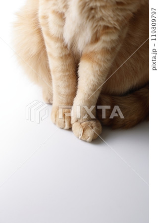 猫ちゃん親子の日常風景 猫ちゃん親子の日常風景 119809797