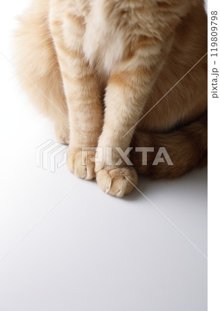猫ちゃん親子の日常風景 猫ちゃん親子の日常風景 119809798