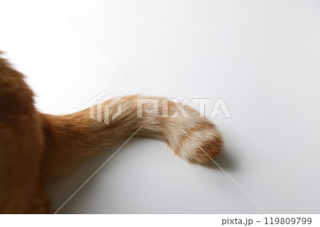 猫ちゃん親子の日常風景 猫ちゃん親子の日常風景 119809799