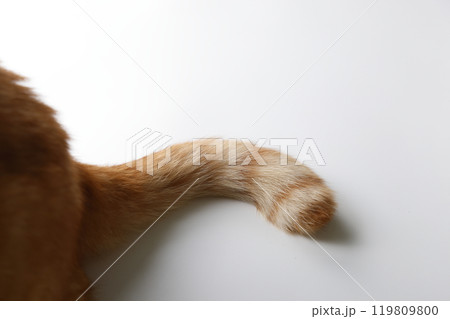 猫ちゃん親子の日常風景 119809800