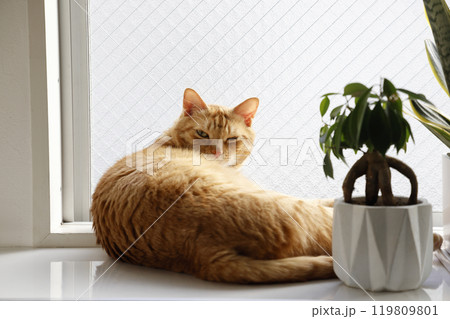 猫ちゃん親子の日常風景 119809801