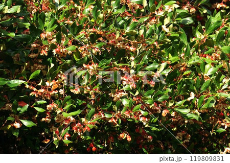 弾けたモッコクの実 119809831