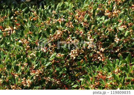 弾けたモッコクの実 弾けたモッコクの実 119809835