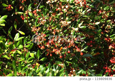 弾けたモッコクの実 弾けたモッコクの実 119809836
