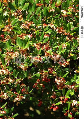 弾けたモッコクの実 弾けたモッコクの実 119809841