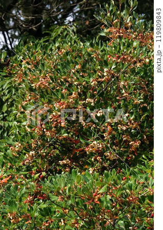 弾けたモッコクの実 弾けたモッコクの実 119809843