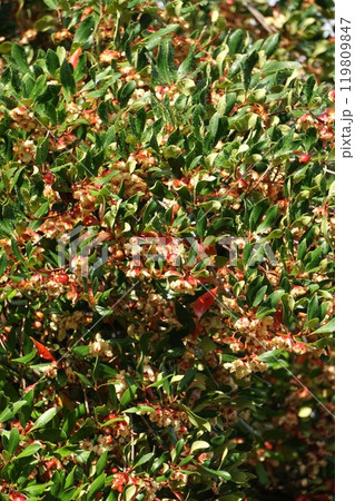 弾けたモッコクの実 弾けたモッコクの実 119809847