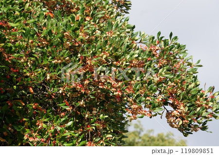 弾けたモッコクの実 119809851