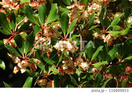 弾けたモッコクの実 119809853