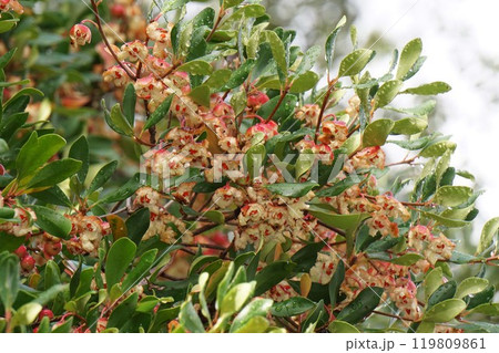 弾けたモッコクの実 119809861