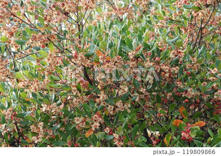 弾けたモッコクの実 弾けたモッコクの実 119809866