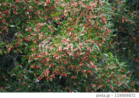 弾けたモッコクの実 119809872