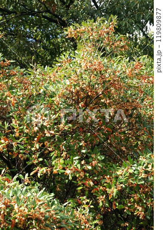 弾けたモッコクの実 119809877