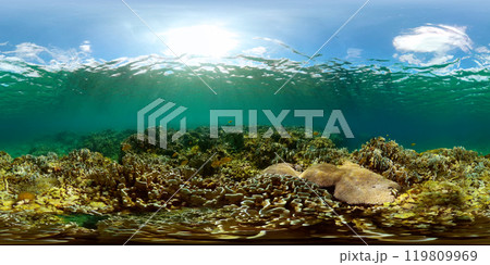 Underwater coral scene, colorful tropical fish and corals. Underwater world life. 360 panorama. Underwater coral scene, colorful tropical fish and corals. Underwater world life. 360 panorama. 119809969