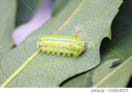 ヒロヘリアオイラガ 幼虫 ヒロヘリアオイラガ 幼虫 119810571