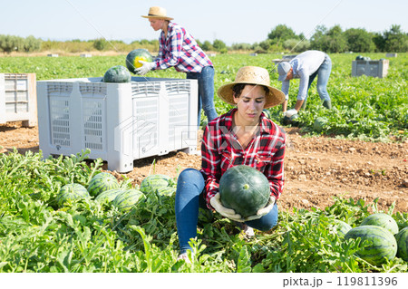 Woman plantation worker picking ripe watermelon on field 119811396