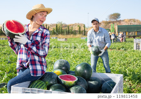 Woman posing in field with watermelons crop 119811458