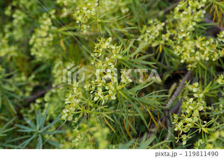 Blooming Euphorbia regis-jubae 119811490