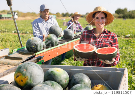 Woman farmer holding watermelon near harvesting machine 119811507