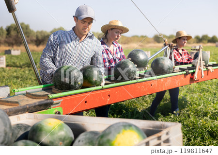 Team of professional farmers working on modern harvesting platform on field, picking watermelons 119811647