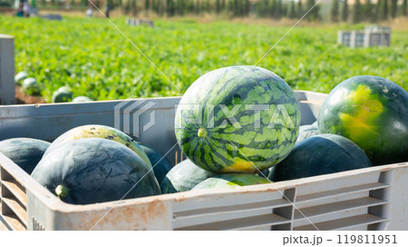 Crate with freshly picked watermelons in field Crate with freshly picked watermelons in field 119811951