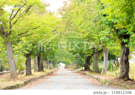 初秋の並木道(山形県東置賜郡高畠町) 初秋の並木道(山形県東置賜郡高畠町) 119812106