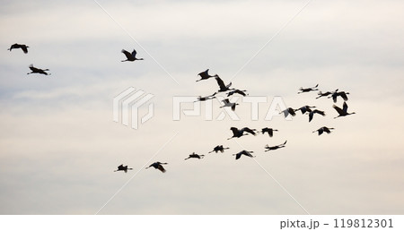 Flock of cranes flying in sky Flock of cranes flying in sky 119812301