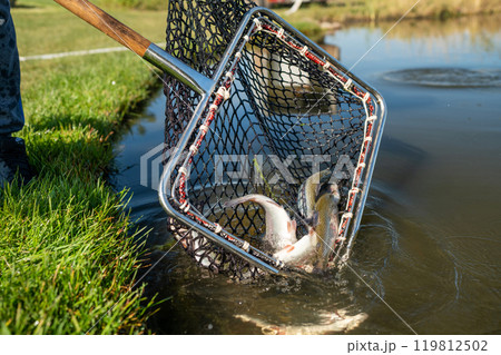 Catching Fish with a Net by the Serene, Calm Water on a Beautiful, Sunny Day Near the Pond 119812502