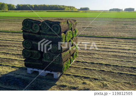 Freshly Harvested Turf Rolls Have Been Carefully Arranged on a Wooden Pallet for Sale 119812505