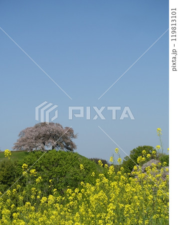 さきたま古墳公園の桜 119813101