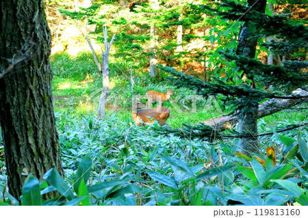 北海道紀行　　　9月下旬の知床五湖　　　紅葉の知床五湖 119813160