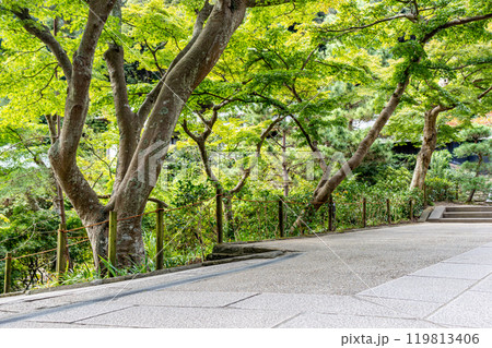 新緑に包まれた参道 新緑に包まれた参道 119813406