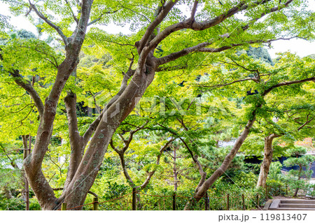 初秋のもみじに包まれる 119813407