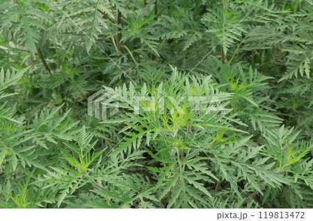 ブタクサの葉 119813472