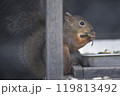リス 119813492