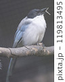 鳥 119813495