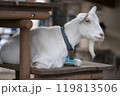 山羊 119813506