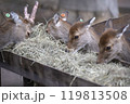 バンビ　シカ 119813508