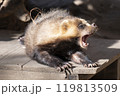 タヌキ 119813509