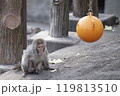 サル 119813510