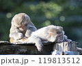 サル 119813512