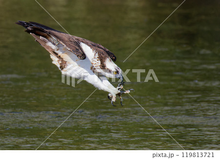 獲物に向かってダイビングするミサゴ 119813721