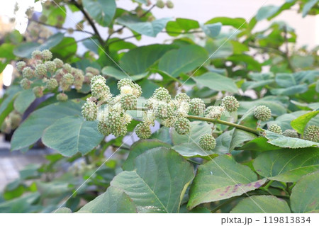 独活(ウド)の花と若い実 独活(ウド)の花と若い実 119813834